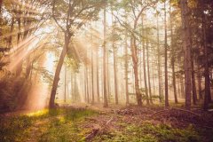 为您深度解析高预算新年